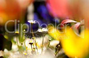 White Daisies Surrounded With Colorful Tulips