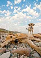 Playful Dogs On The Beach