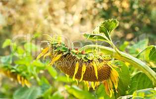 A Wilted Beautiful Organic Sunflower