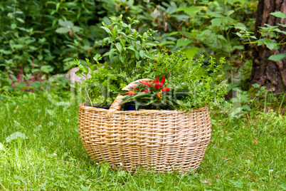 Korb mit Kräutern, Basket with herbs