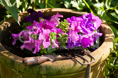 Blumenkübel mit Petunien, Flowerpot with pitunia