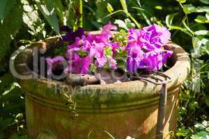 Blumenkübel mit Petunien, Flowerpot with pitunia