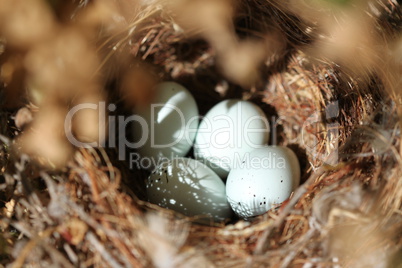 Bird Eggs Nest