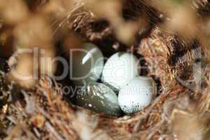 Bird Eggs Nest