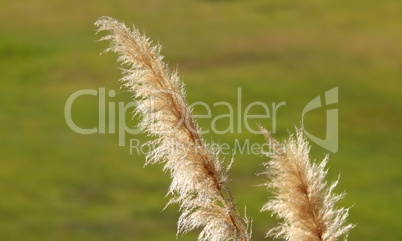 Pampas Grass