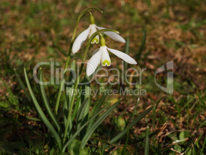 Frühlingsboten / Spring offered