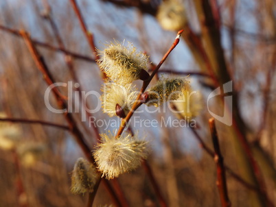 Weidenkätzchen / catkin