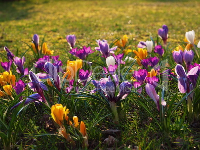 Krokuswiese / Crocus meadow