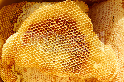 Honeycomb pieces in bright sunlight