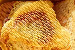 Honeycomb pieces in bright sunlight