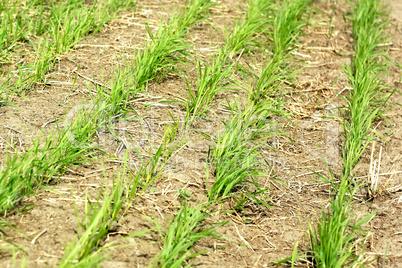 Rows of young wheat