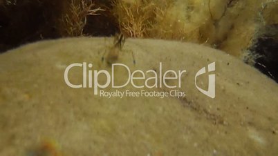 Curious shrimp on underwater stone