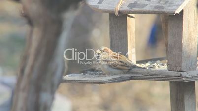 Sparrow on the feeder