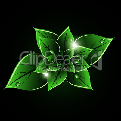 vector green leaves
