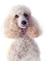 poodle