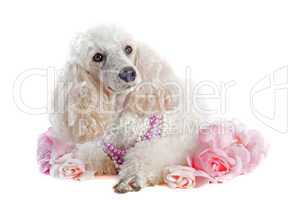 poodle with roses