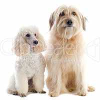 poodle and pyrenean sheepdog
