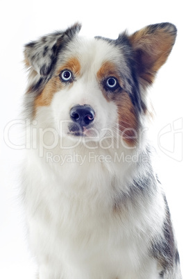 australian shepherd