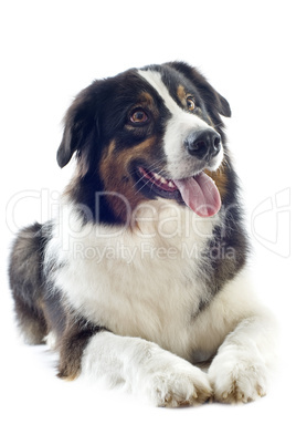 australian shepherd