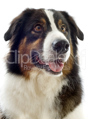 australian shepherd