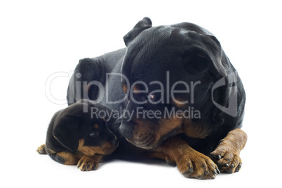 rottweilers