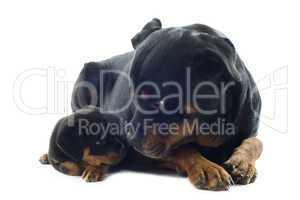 rottweilers