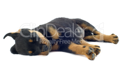 sleeping rottweiler