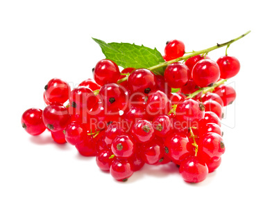 Red currants on a white background.