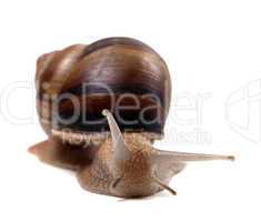 Snail. Front view.