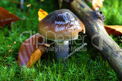 Täubling - Russula