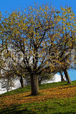 herbstlich gefärbte Bäume - Himmel