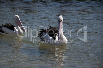 a pair of pelicans