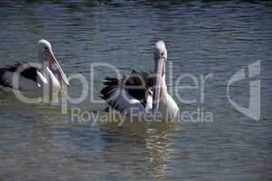 a pair of pelicans