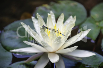 Resting dragonfly