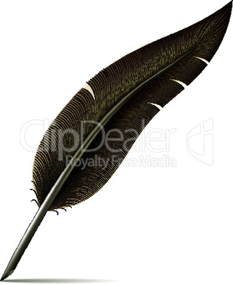 Image of feather pen on white background
