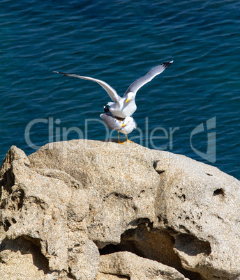 Seagulls