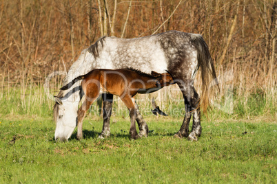 Horse family