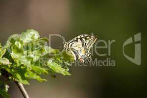 Beautiful swallowtail butterfly