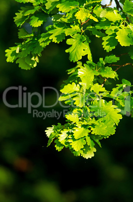 Oak leaves