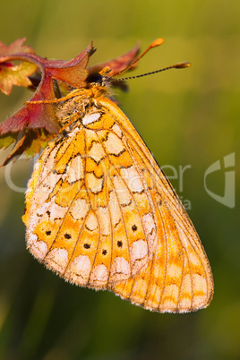 Butterfly Butterfly