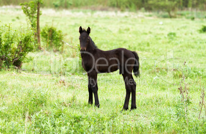 Foal