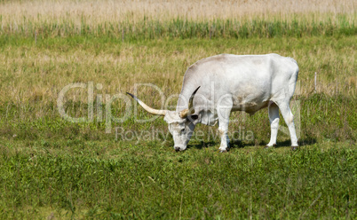 Hungarian grey bull