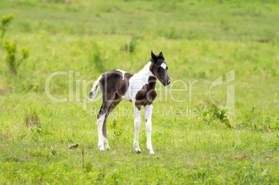 Foal