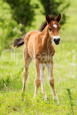 Foal