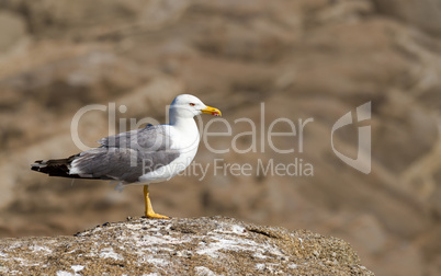 Seagull