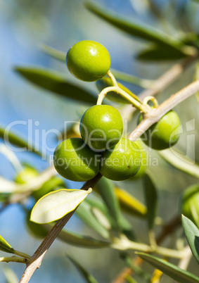 Olives