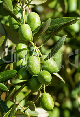 Olives