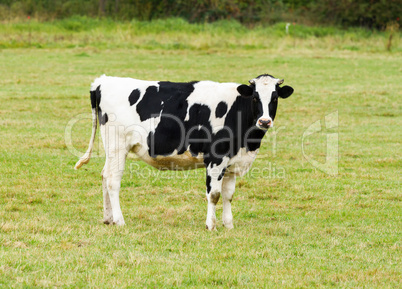 Cow