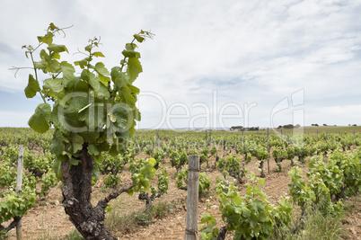 Old vines