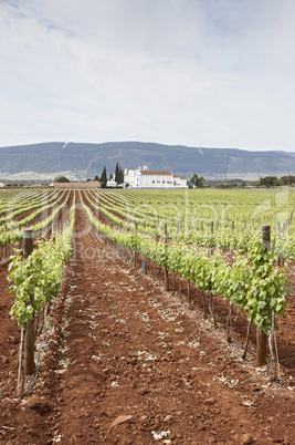 Vineyards